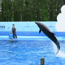 Marinepia Japansea マリンピア日本海 Niigata city 新潟市 Niigata pref 新潟県
日本海側でも最大規模の水族館でイルカショーを観覧、子ども用のクッション遊具のスペースもありファミリー向け