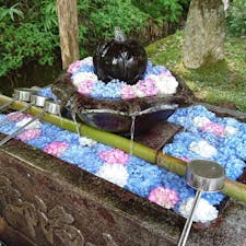 京都 観音寺⛩💠
紫陽花が見頃でしたぁ😌
なげきの展望台にはのぼったけども、、、😂
