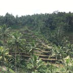 バリ島 テガラランのライステラス