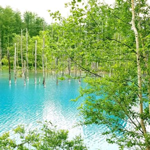 北海道美瑛の青い池
天候はあいにくの曇り空でしたが
池は青く輝いてました

#北海道 #美瑛 #北海道自然 #北海道旅行 #青い池 #一人旅