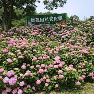 舞鶴自然文化園💠
紫陽花コースは1キロ歩くので、足元はスニーカーがいいです👟ちょうど見頃できれいでした✨普段運動不足で筋肉痛になっちゃいましたぁ😂