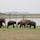 スリランカ ミンネリア国立公園
  野生の象に会えます🐘