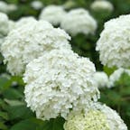 サマーランドのアナベル
もうちょっとで見頃です