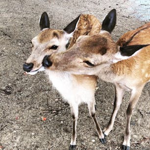2019.6.27
奈良県奈良公園

鹿せんべいを買った途端に追い回されて噛まれまくり🦌
例えまた奈良公園に行ったとしても絶対に鹿せんべいは買わない笑笑