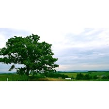 北海道 セブンスターの木
同ブランドのタバコのパッケージに使われたことから名前がついた

#北海道 #美瑛