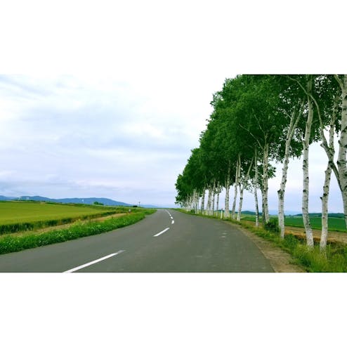 セブンスターの木