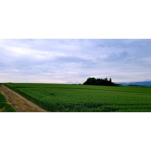 セブンスターの木