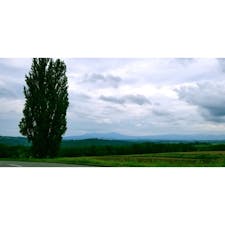 ケンとメリーの木 スカイラインのcmロケ地

#北海道 #美瑛 #ケンとメリーの木