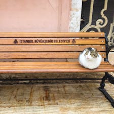 オルタキョイモスク前にいた猫さん。
(トルコ・イスタンブール)