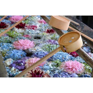 福岡県
〜春日神社〜
今 人気の手水舎にアジサイを
浮かせています！
色鮮やかでとても綺麗でした！