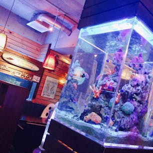 京都の居酒屋
BLUEFISH AQUARIUM🐟