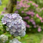 浜松フラワーパーク