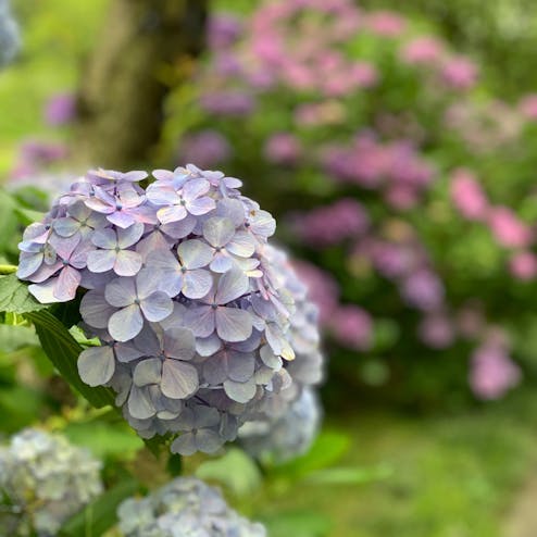 はままつフラワーパーク