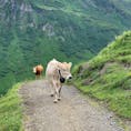 スイス、ミューレンからの二時間のトレッキング
一通なのに牛に遭遇