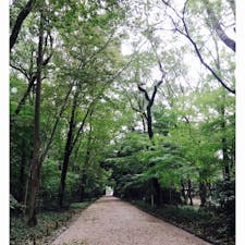 2017/10/23
京都府左京区/Sakyo,Kyoto
#糺ノ森