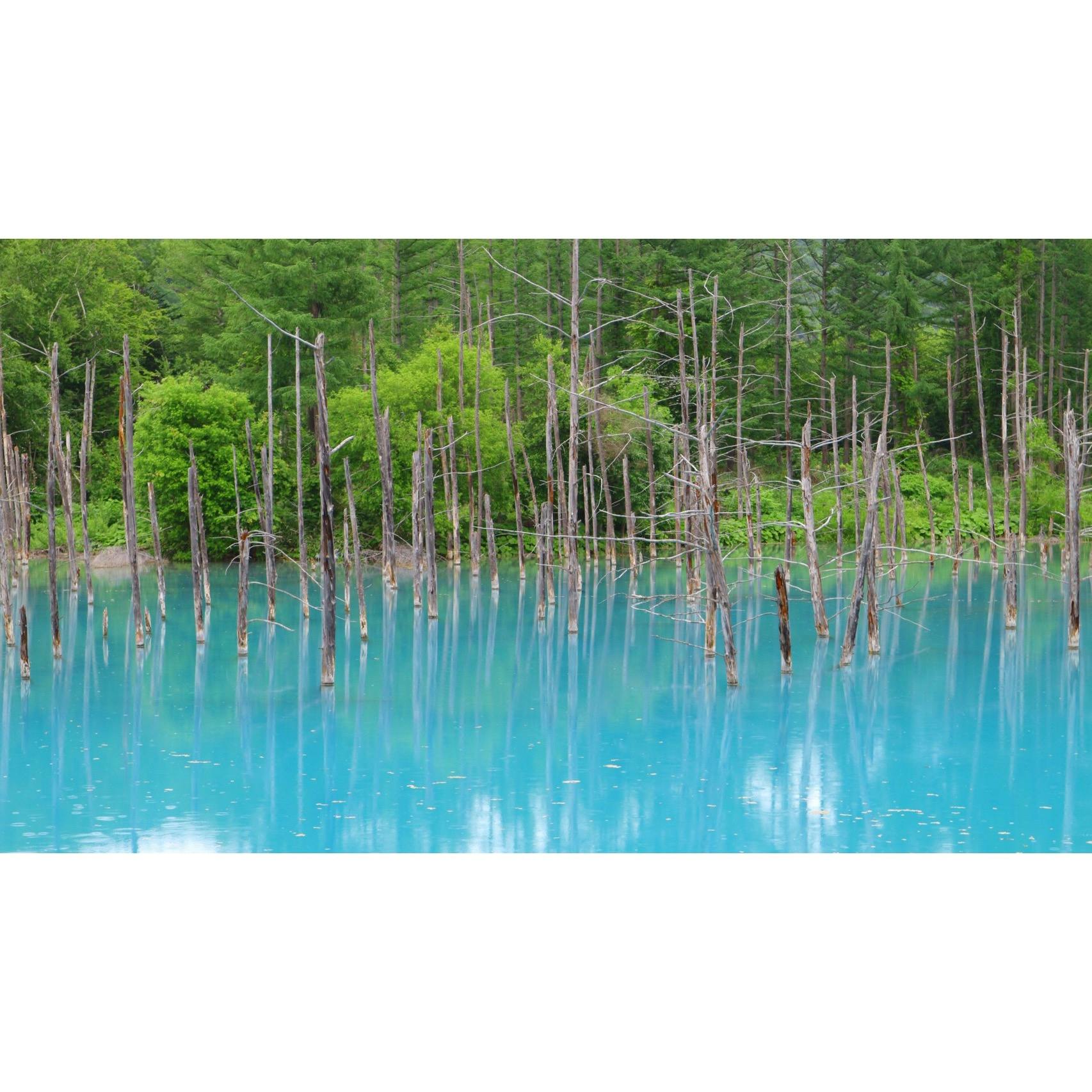 白金青い池の投稿写真 感想 みどころ 19 06 28青い池 北海道 美瑛 青い池 トリップノート
