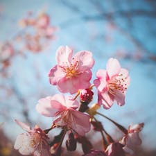 熱海桜で少し早めの春
*0215