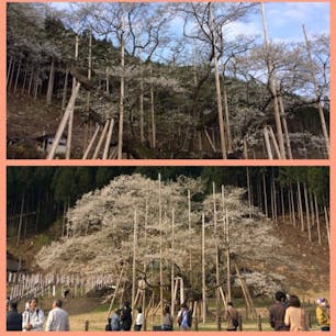 岐阜県根尾村の淡墨桜。
今年の満開はいつになるんでしょう🌸

鮮やかさはないけれど、妖艶な桜です。
行く時は道が大渋滞になるので、朝早く出かけ、ここで朝ご飯を食べます😅
食べるように行きます。