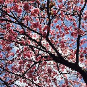 満開の河津桜🌸来年も行くどー(^O^)
