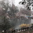 雪と桜と井の頭公園🌸❄️