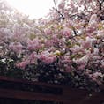 昨年撮影した立川談志師匠の桜です。