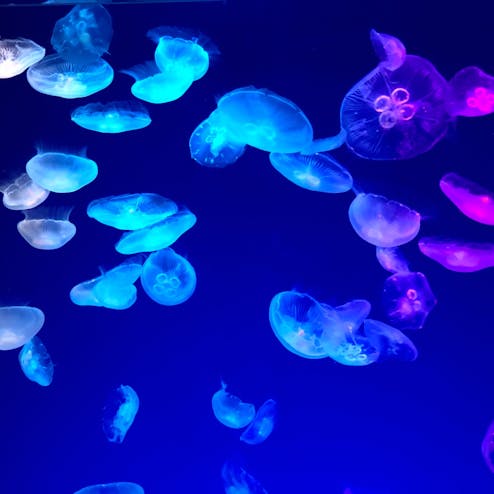 名古屋港水族館の投稿写真 感想 みどころ 名古屋港水族館 クラゲ癒されるね トリップノート