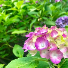 奈良県 長谷寺
紫陽花シーズン。今年はこれくらいの時期が1番良かった模様…梅雨が遅かったからかな。