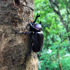 台湾に3年住んでいますが、台湾でカブトムシをこんなに大量に見れるとは知りませんでした！
@虎山親山歩道