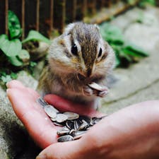 加茂山リス園
可愛かったぁ⸜(●˙꒳˙●)⸝