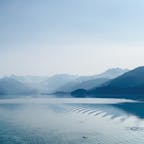 カレッジフィヨルドで
泳ぐラッコ達