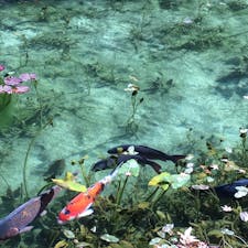 岐阜：モネの池