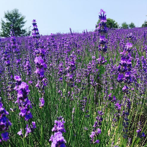 北星山ラベンダー園