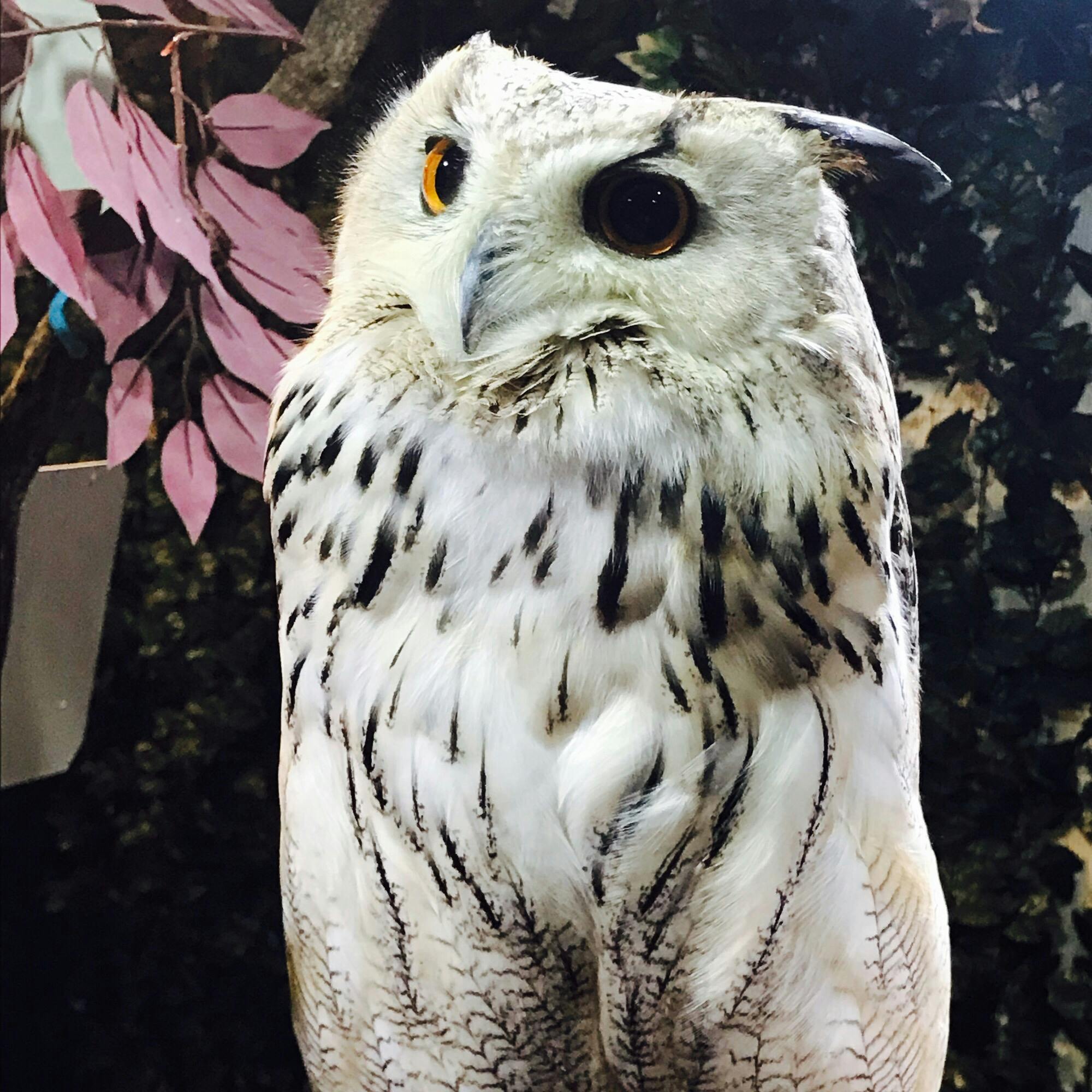 京都のフクロウの森の投稿写真 感想 みどころ かわいらしいフクロウと触れ合ってきました 京都 フクロ トリップノート