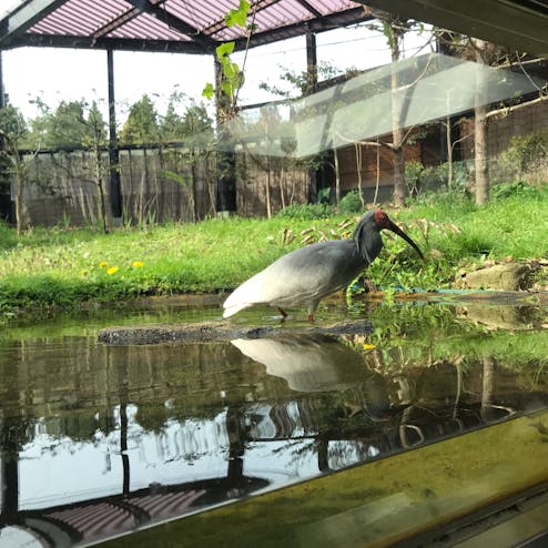 佐渡トキ保護センター