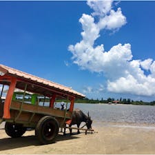 水牛車に乗って由布島へ