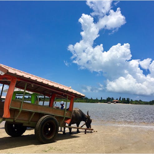 亜熱帯植物楽園 由布島