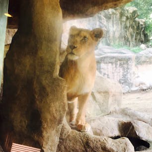 2019.7.4
愛媛県立とべ動物園
猿の餌やりが出来る動物園好きです🥰
猿は頭が良いから餌が欲しいってアピールしてくるのが上手いんですよね

ライオンの餌やりを見学出来るイベントもあるので肉に食らいつくライオンを間近で見る事が出来ました