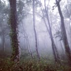 世界遺産、白神山地のブナ林
幻想的な世界が広がっていた
#白神山地 #秋田県