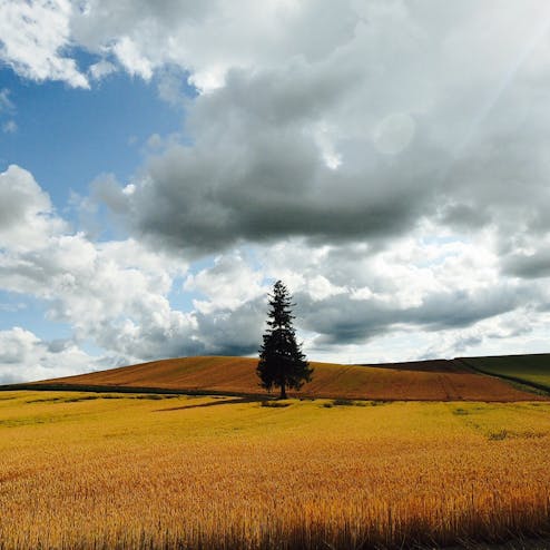 クリスマスツリーの木