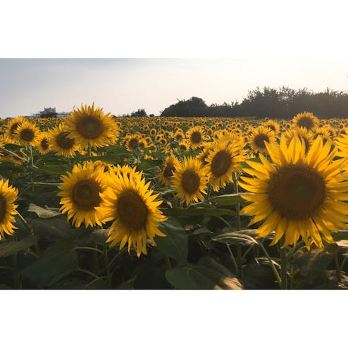 栗原会場ひまわり畑