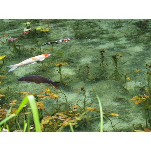モネの池・根道神社