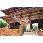 奈良県
〜奈良公園〜
奈良の鹿 癒されました💕
アプリで文字入れて
ポスター風に仕上げてみました😃