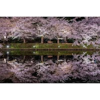 弘前の桜リフ♪