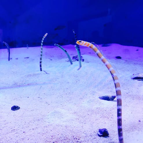 仙台うみの杜水族館