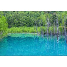 夏の青い池。完璧なリフレクション。