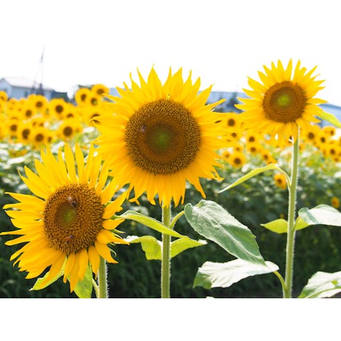 蓮田ひまわり畑 蓮田根金ひまわり畑 の投稿写真 感想 みどころ 19 08 01蓮田ひまわり畑蓮田根金ひまわり畑 トリップノート 蓮田ひまわり畑 蓮田根金ひまわり畑 の投稿写真 感想 みどころ 19 08 01蓮田ひまわり畑蓮田根金ひまわり畑 トリップノート
