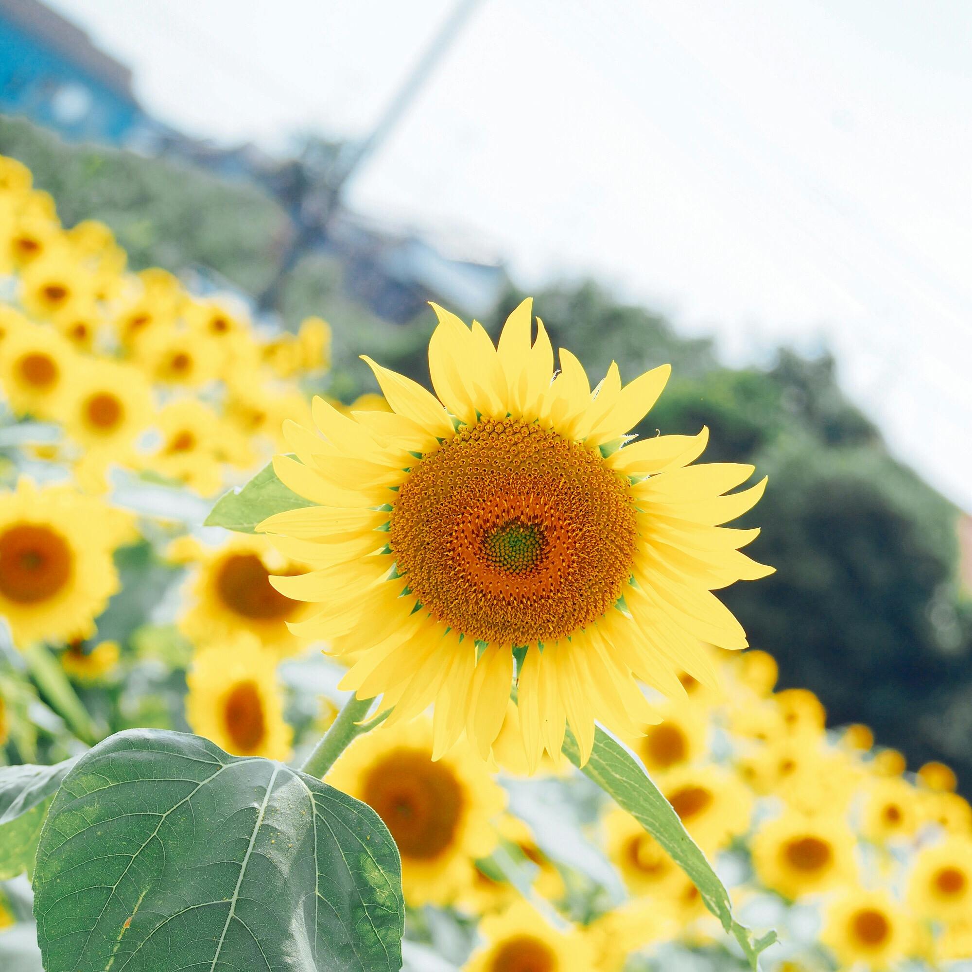 蓮田ひまわり畑 蓮田根金ひまわり畑 の投稿写真 感想 みどころ 19 08 01蓮田ひまわり畑蓮田根金ひまわり畑 トリップノート 蓮田ひまわり畑 蓮田根金ひまわり畑 の投稿写真 感想 みどころ 19 08 01蓮田ひまわり畑蓮田根金ひまわり畑 トリップノート