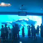 日本でシャチが見られる貴重な水族館。ジャニーズコンサートのようなイルカショーも必見
#名古屋港水族館