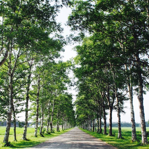 十勝牧場の白樺並木