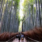#竹林の道 #嵐山 #京都
2018年3月

外国の観光客の人たちが竹に名前を彫った形跡が
たくさんあってちょっと悲しくなったよ...😔😔